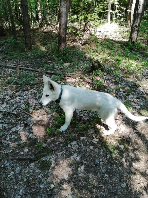 wabi