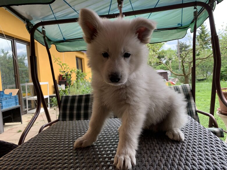 Bax