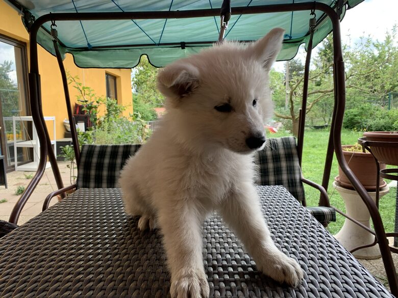 Benji