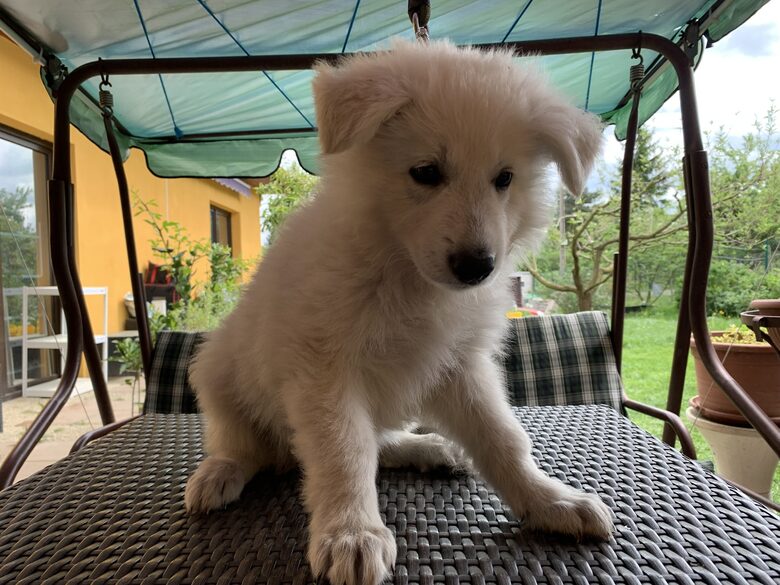 Bruno