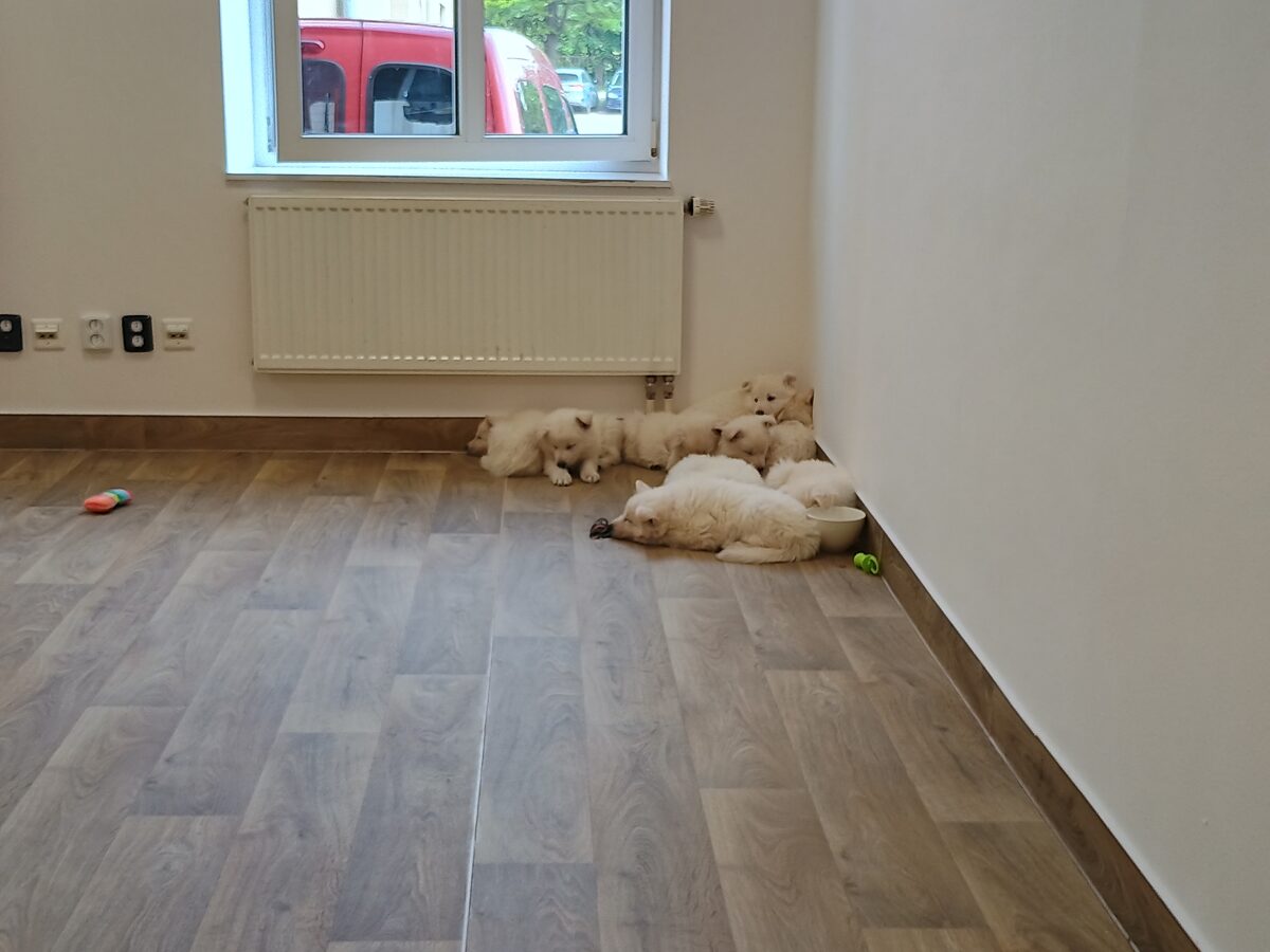 Prvni_seznameni_s_telocvicnou_na_Smichove_9_5_2026.jpg